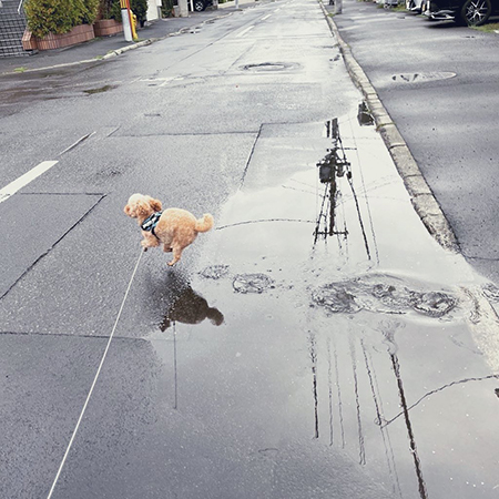 水たまりを駆け抜ける