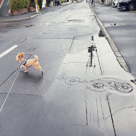 水たまりを駆け抜けた
