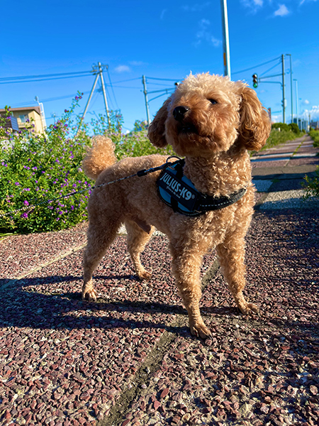 凛々しい茶々丸くん