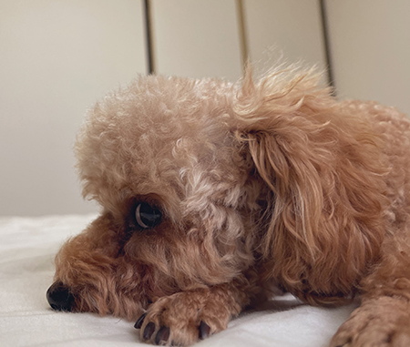 しょんぼり茶々丸くん