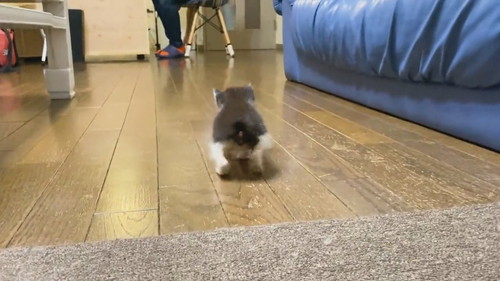 足が揃っちゃう子ネコちゃん