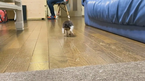 足が揃っちゃう子ネコちゃん