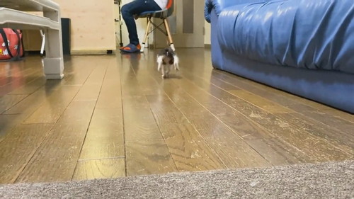 足が揃っちゃう子ネコちゃん