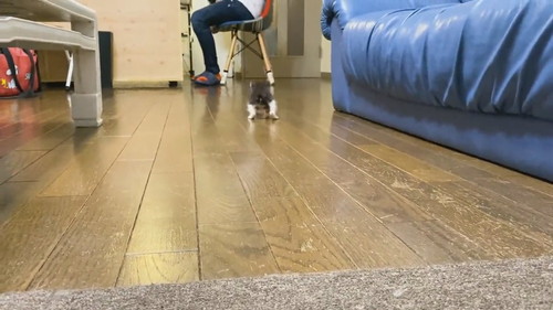 足が揃っちゃう子ネコちゃん