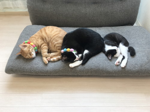 いろんなネコちゃん