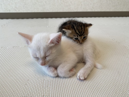 いろんなネコちゃん