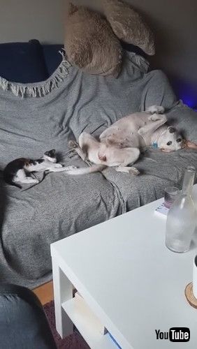 「Dog Wags Tail While Cat Lying Next to Them Plays With it - 1254607」