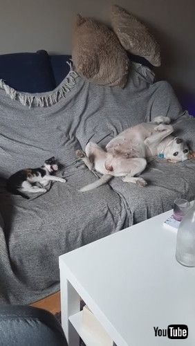 「Dog Wags Tail While Cat Lying Next to Them Plays With it - 1254607」