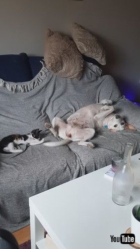 「Dog Wags Tail While Cat Lying Next to Them Plays With it - 1254607」