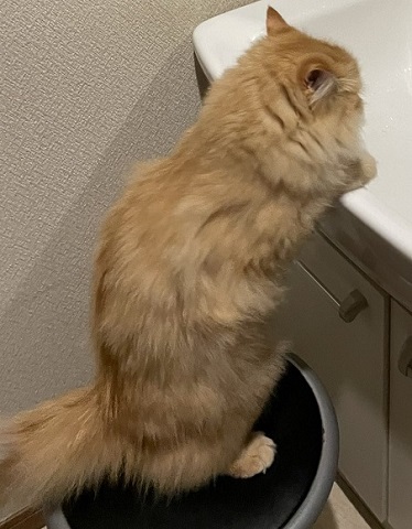 人間みたいな猫