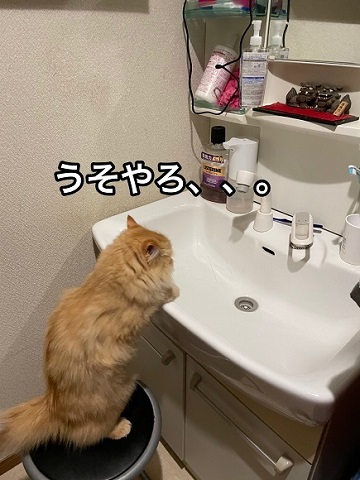 人間みたいな猫