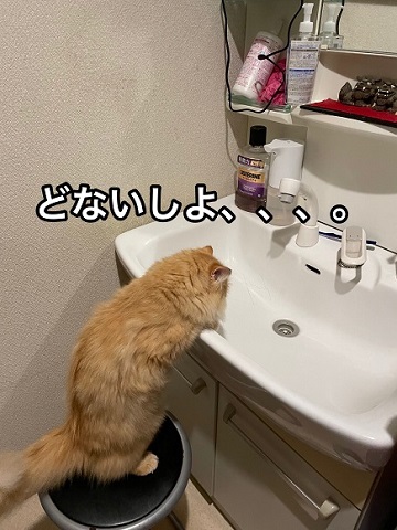人間みたいな猫