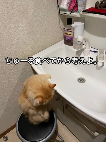 人間みたいな猫