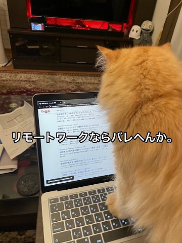 人間みたいな猫