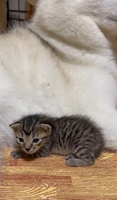 大きさが違い過ぎるハスキーと猫ちゃん