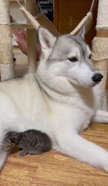 大きさが違い過ぎるハスキーと猫ちゃん