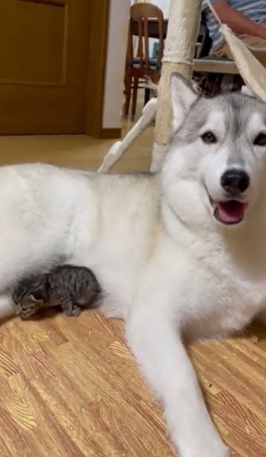 大きさが違い過ぎるハスキーと猫ちゃん