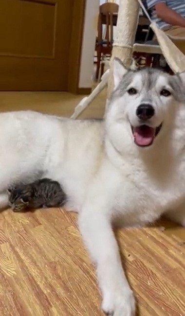 大きさが違い過ぎるハスキーと猫ちゃん