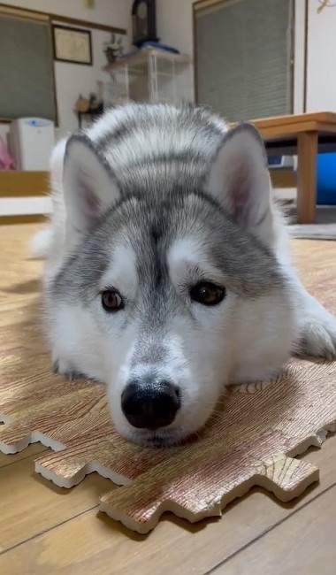 大きさが違い過ぎるハスキーと猫ちゃん