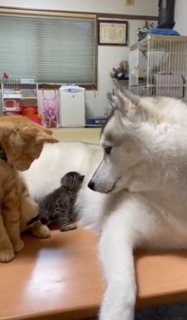 大きさが違い過ぎるハスキーと猫ちゃん