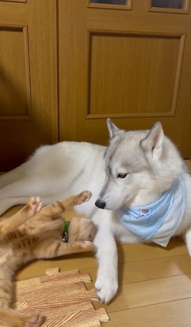 大きさが違い過ぎるハスキーと猫ちゃん