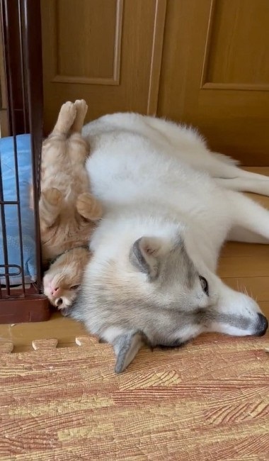 大きさが違い過ぎるハスキーと猫ちゃん