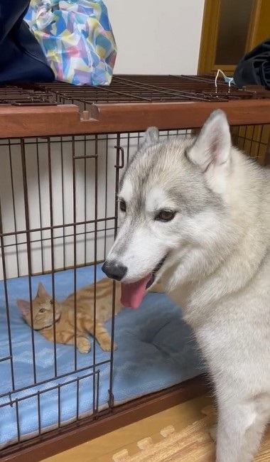 大きさが違い過ぎるハスキーと猫ちゃん