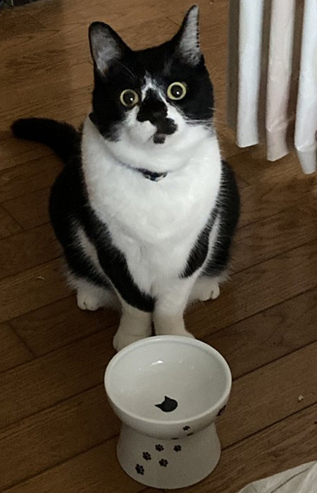 記憶喪失猫ちゃんトリミング