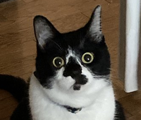 記憶喪失猫ちゃんトリミングアップ