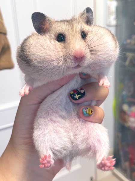 ハムスター おやつ 3ハム分 お持ち帰り 頬袋 パンパン