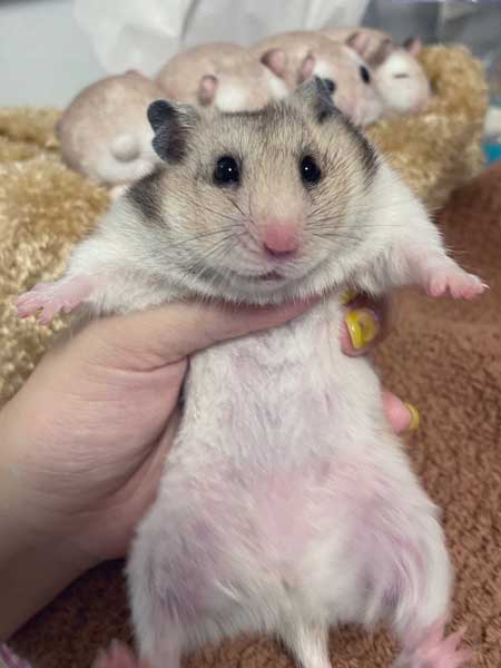 ハムスター おやつ 3ハム分 お持ち帰り 頬袋 パンパン