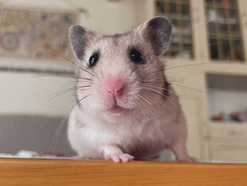 ハムスター おやつ 3ハム分 お持ち帰り 頬袋 パンパン