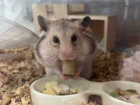 ハムスター おやつ 3ハム分 お持ち帰り 頬袋 パンパン