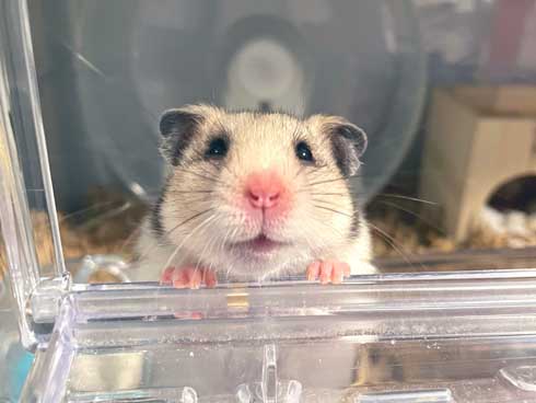 ハムスター おやつ 3ハム分 お持ち帰り 頬袋 パンパン