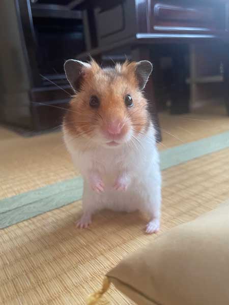 ハムスター おやつ 3ハム分 お持ち帰り 頬袋 パンパン