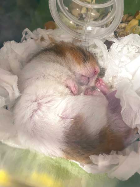 ハムスター おやつ 3ハム分 お持ち帰り 頬袋 パンパン