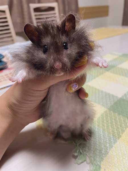 ハムスター おやつ 3ハム分 お持ち帰り 頬袋 パンパン