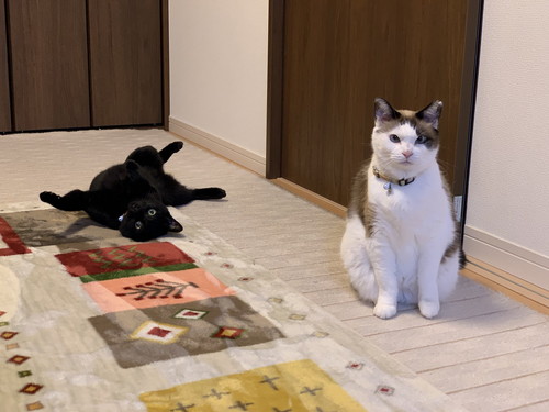 ちょびくんとモモちゃん