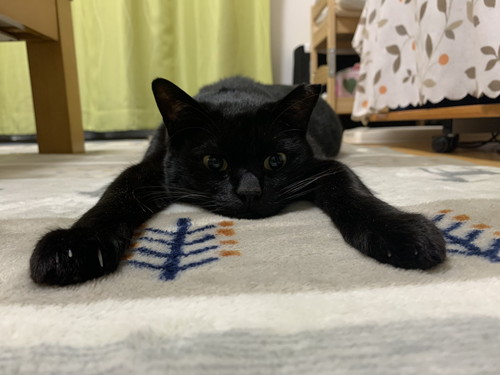 ちょびくんとモモちゃん