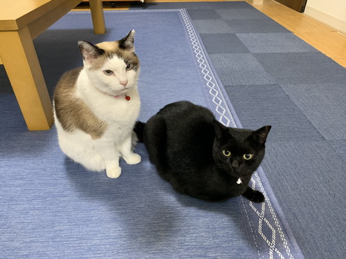 ちょびくんとモモちゃん