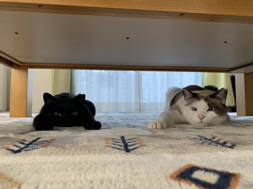 ちょびくんとモモちゃん