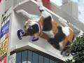 新宿東口の巨大ネコちゃん、新作映像で無重力状態に　15分おきのスペシャルプログラム「猫ちゃんねる」もスタート
