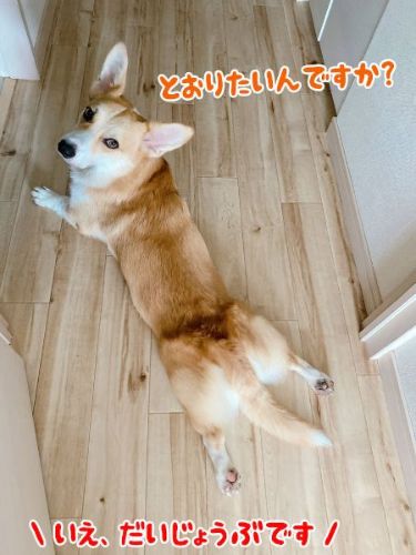 hajimetenocorgi