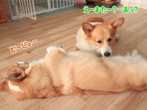 firstcorgi