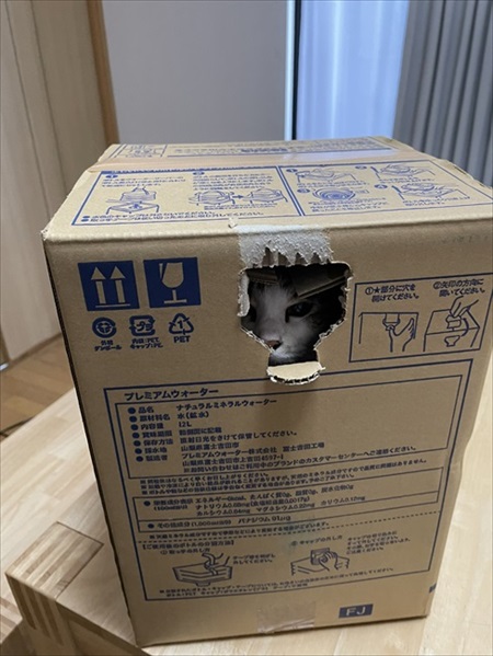 段ボールで運ばれる猫ちゃん