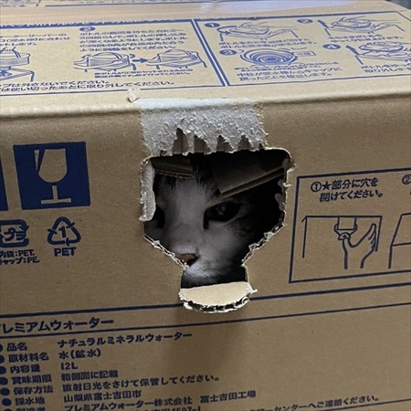 段ボールで運ばれる猫ちゃん