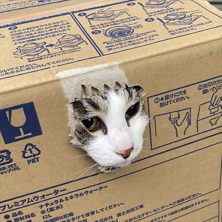 段ボールで運ばれる猫ちゃん