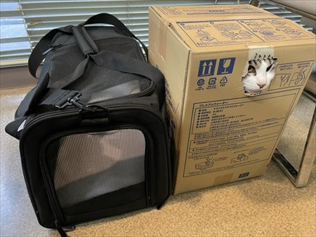 段ボールで運ばれる猫ちゃん