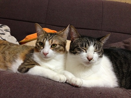 段ボールで運ばれる猫ちゃん