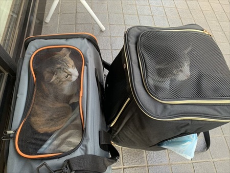 段ボールで運ばれる猫ちゃん